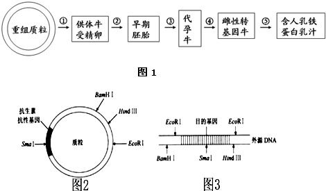 回答下列关于基因工程的问题如图1是培育表达人乳铁蛋白的乳腺生物反应器的技术路线,表中列出了几种限制